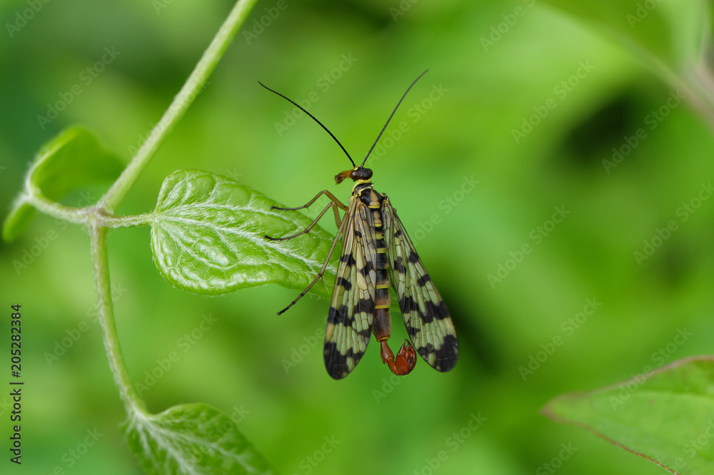 Scorpion fly - insect of the year - Stockphoto Scorpion fly - insect of the year - Stockphoto