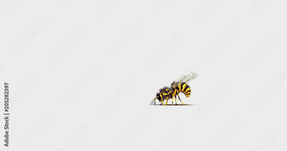 Wasp flying and digging, with alpha mask