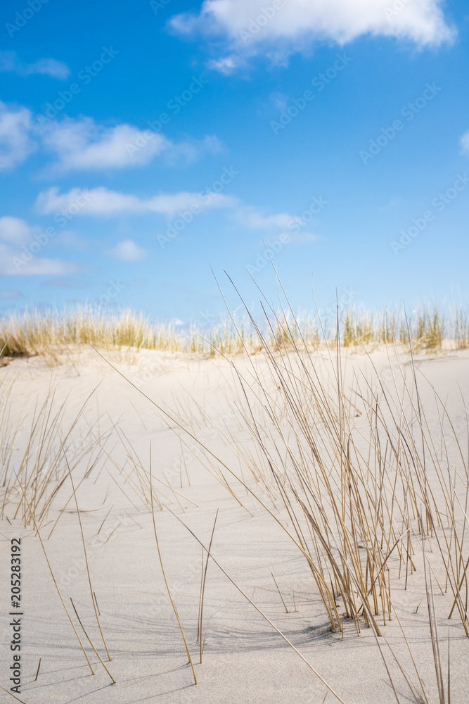Fototapeta premium Dünengras, Dünen und feiner Sand hochkant
