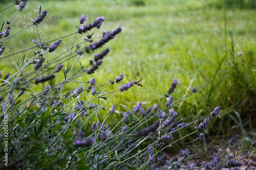 Hummingbird moth on lavender