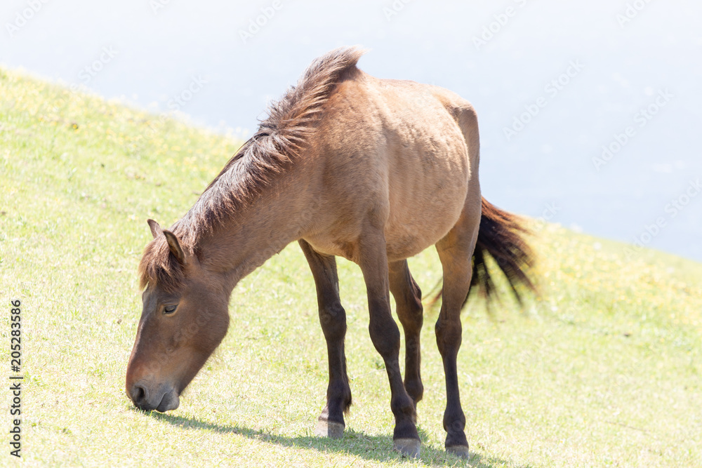 Obraz premium 都井岬野生馬 天然記念物30