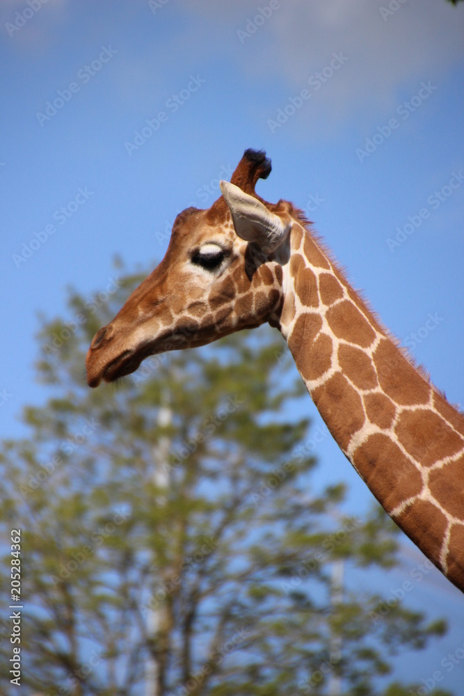 Obraz premium Giraffe head