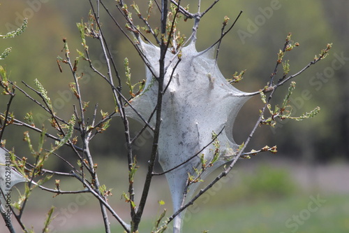 Eastern Tent Caterpillar (Malacosoma americanum), in the early stage of growth in early spring. They are a species of the moth family, these moths are rarely seen.      