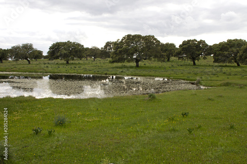 Landscape, fields, forest