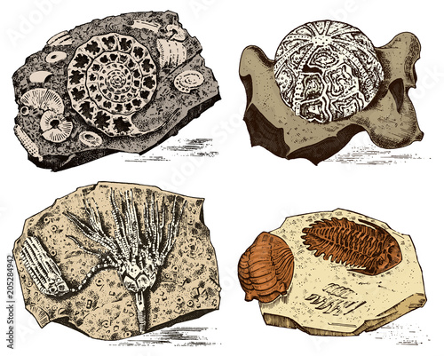 Fragment fossils, skeleton of prehistoric dead animals in stone. Ammonite and trilobite, Sea urchin and Crinoid. Archeology or paleontology. engraved hand drawn old vintage sketch. Vector illustration