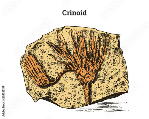 Preserved Crinoid specimen. Fragment fossil, skeleton of prehistoric dead animal in stone. Archeology or paleontology. engraved hand drawn old vintage sketch. Vector illustration.