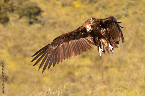 Black vulture. Aegypius monachus © Jesus