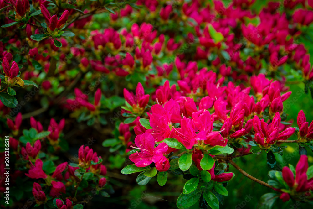 Rhododendron Japonicum with pink azalea. Fuchsia, violet flowers blooming in close-up. Rhododendron Japonicum with pink azalea. Fuchsia, violet flowers blooming in close-up.