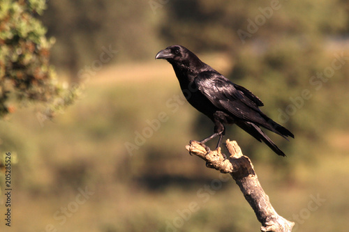 Common raven. Corvus corax © Jesus