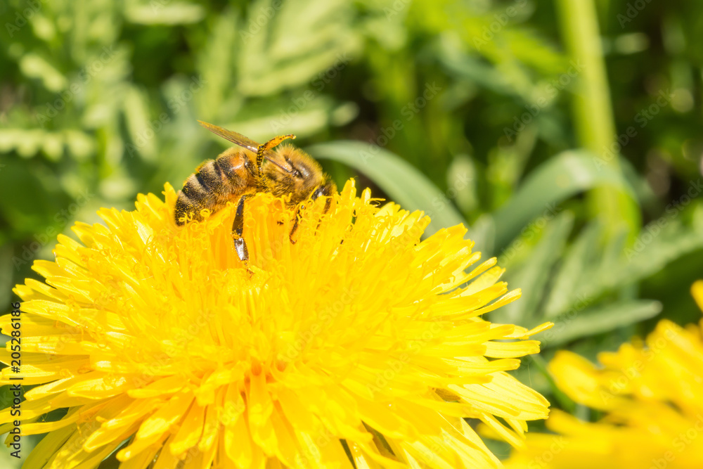 The bee collects nectar on a yellow blooming dandelion, pollen on the legs of an insect, wildlife background The bee collects nectar on a yellow blooming dandelion, pollen on the legs of an insect, wildlife background