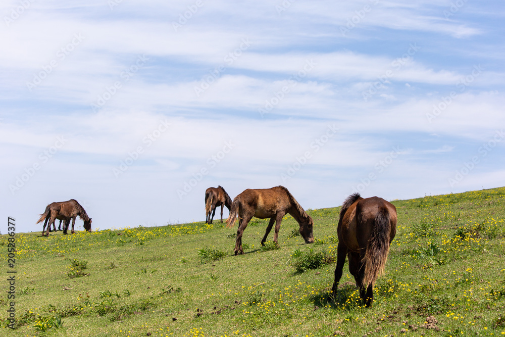 Obraz premium 都井岬野生馬 天然記念物42