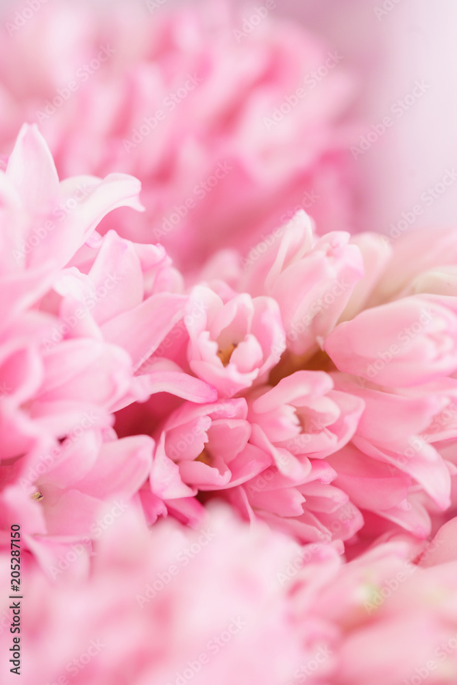 Bouquet of Beautiful pink hyacinths. Close-up spring flowers in vase. bulbous plant. Floral wallpaper