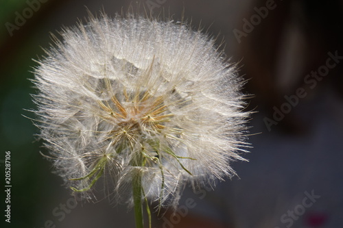 Vine  fig  dandelion  Pelargonium