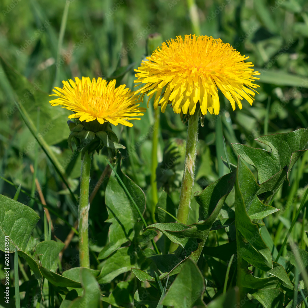 Yellow Dandelions on the field in the daylight Yellow Dandelions on the field in the daylight