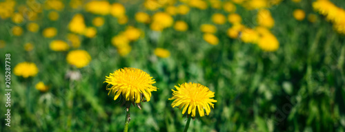 Yellow Dandelions on the field in the daylight, banner