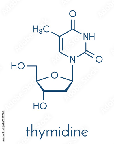 Thymidine (deoxythymidine) nucleoside molecule. DNA building block. Skeletal formula. photo