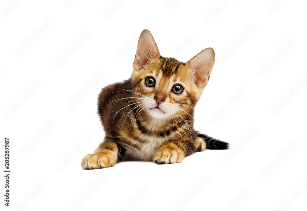 small Bengal kitten looks