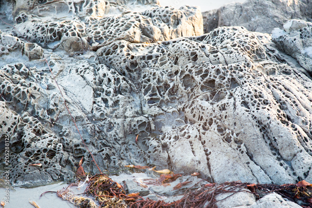 Die löchrigen und spinnenartigen Felsen in der Moonstone Bay sehen aus wie Mondgestein mit etwas Tang im Vordergrund