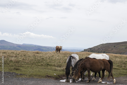 Horses on the summit