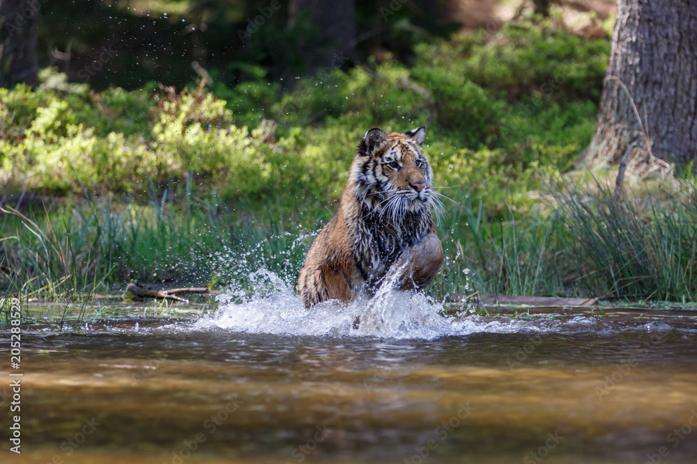 Fototapeta premium Tiger im See