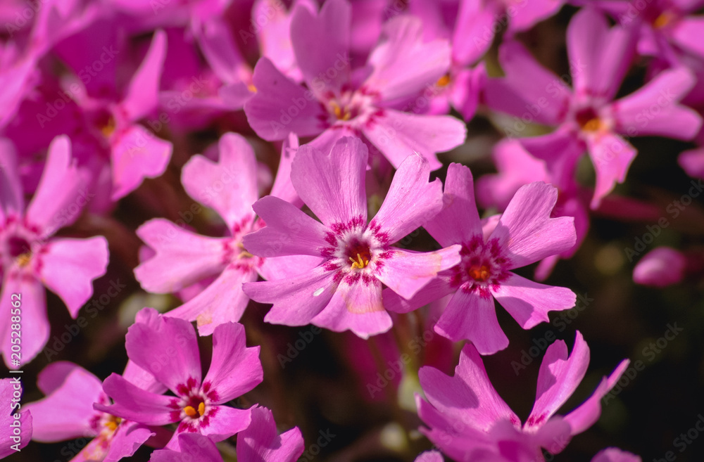 Pink flowers of Phlox subulata flowering plant in garden, commonly known as moss phlox or creeping phlox Pink flowers of Phlox subulata flowering plant in garden, commonly known as moss phlox or creeping phlox