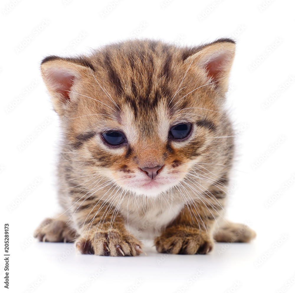 Obraz premium Kitten on white background.