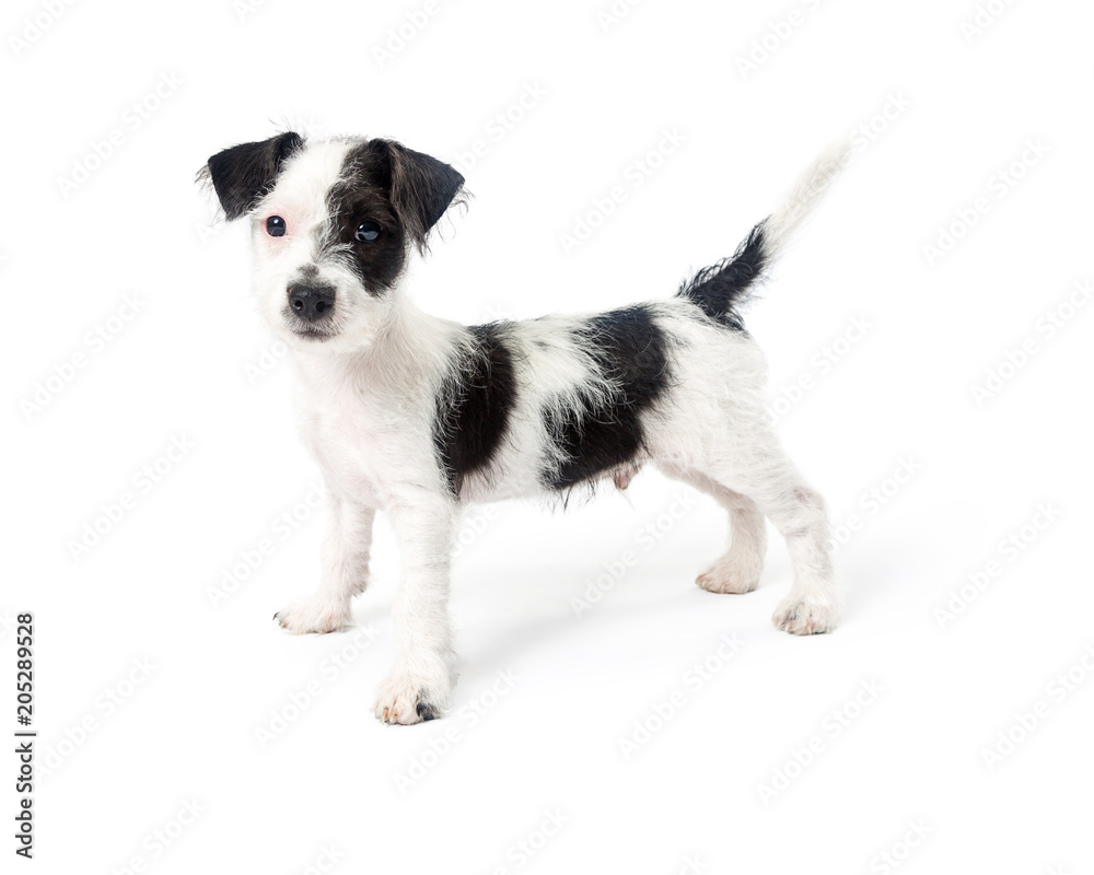 Black and White Terrier Puppy Standing Looking Side Black and White Terrier Puppy Standing Looking Side