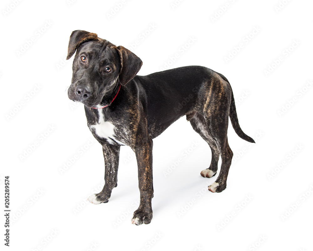 Black Labrador Dog Standing Tilting Head