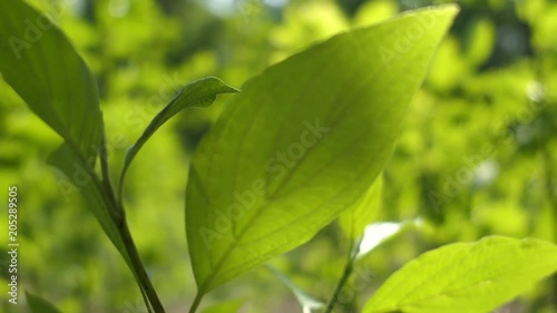 Wallpaper Mural Green Leaves In Sunny Spring Day Torontodigital.ca