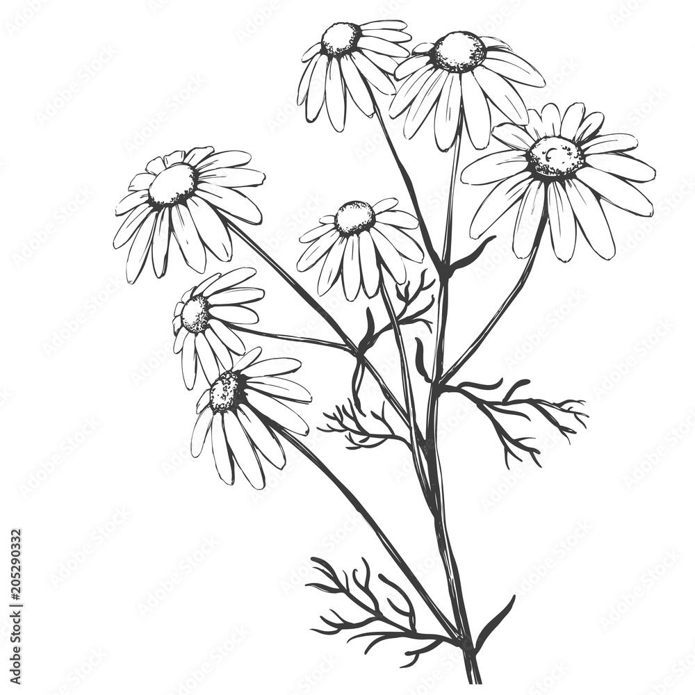 Obraz premium chamomile, herb medicinal, daisy hand drawn vector illustration realistic sketch