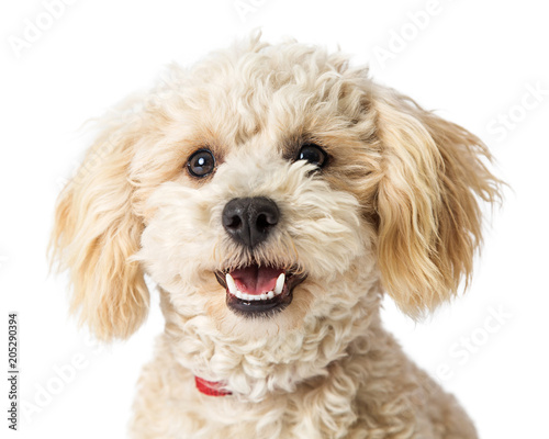Closeup Happy Poodle Crossbreed Dog