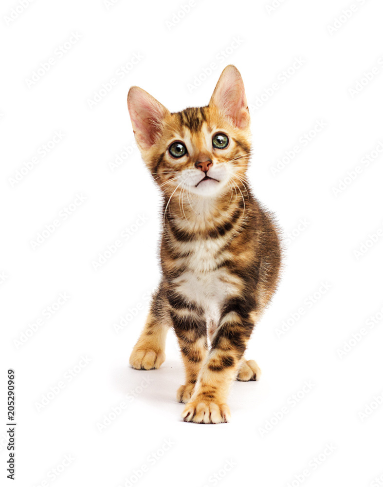 small Bengal kitten looks small Bengal kitten looks