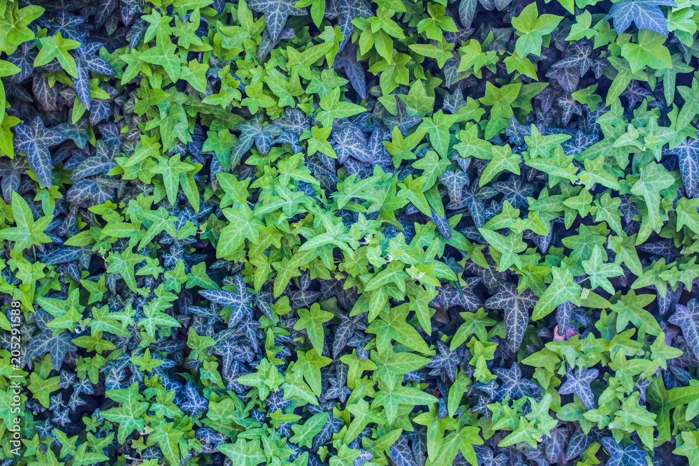 ivy decorated the wall of the house with a beautiful pattern