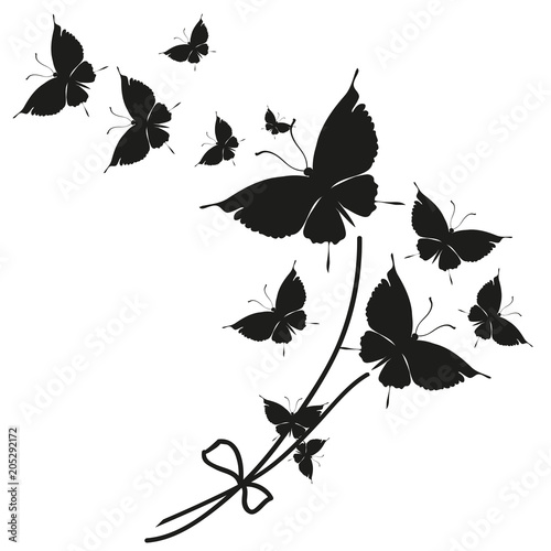 black butterfly, isolated on a white