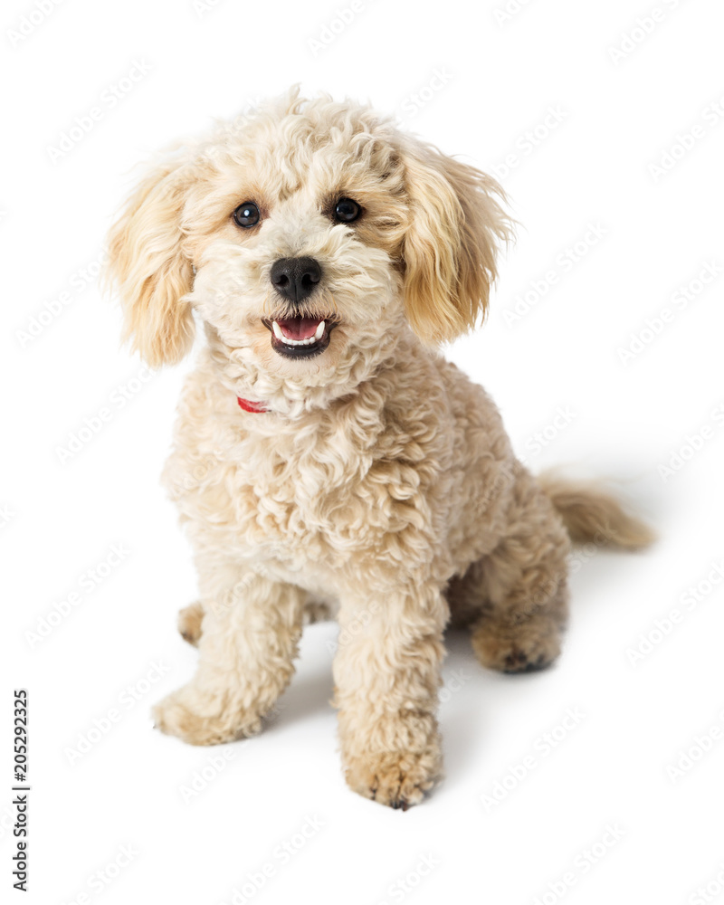 Friendly Happy Poodle Crossbreed Dog Sitting Friendly Happy Poodle Crossbreed Dog Sitting
