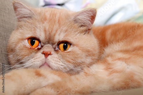 Muzzle of a red cat exotic breed closeup