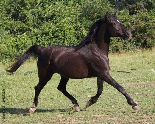 Stallion Striding 