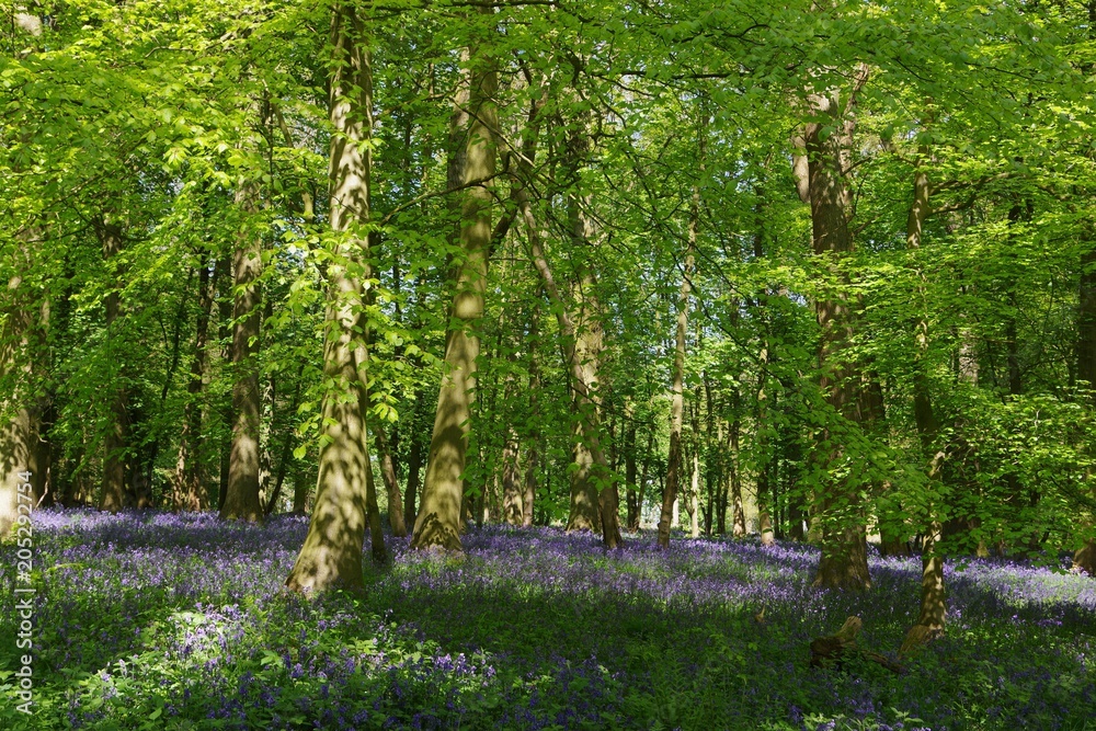 Fototapeta premium Bluebell wood in UK