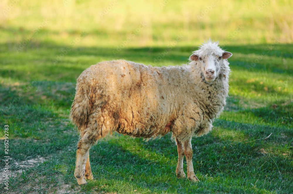alone dirty sheep stands in the meadow in sunset light alone dirty sheep stands in the meadow in sunset light