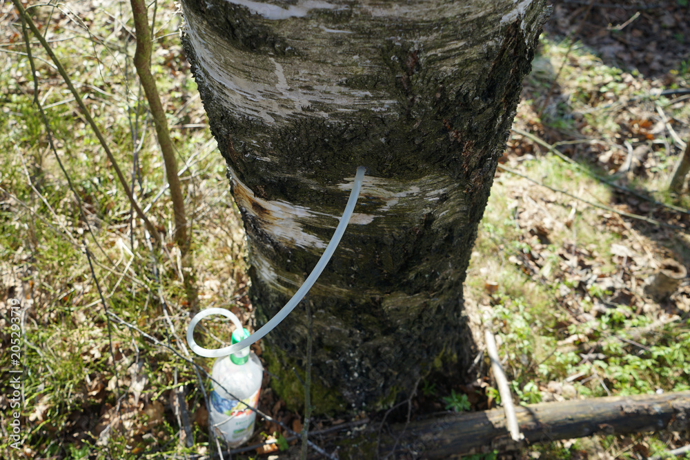 Obraz premium Taking juice from birch in spring time.