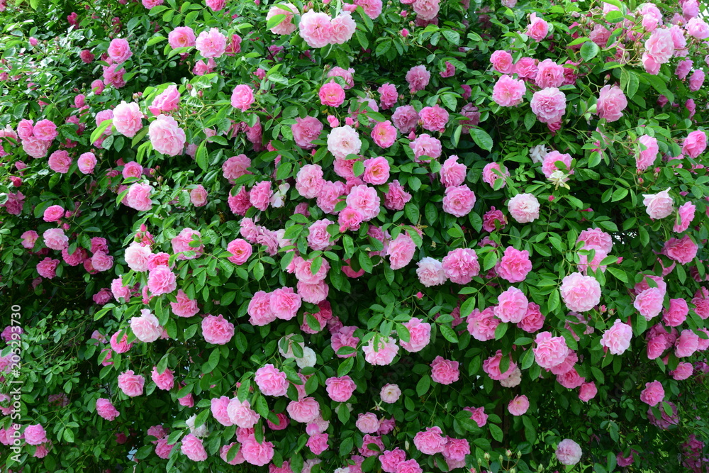 Obraz premium Rosa Ramblerrosen, Kletterrosen in voller Blüte