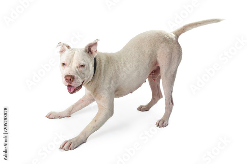 Playful Large Pit Bull Dog on White