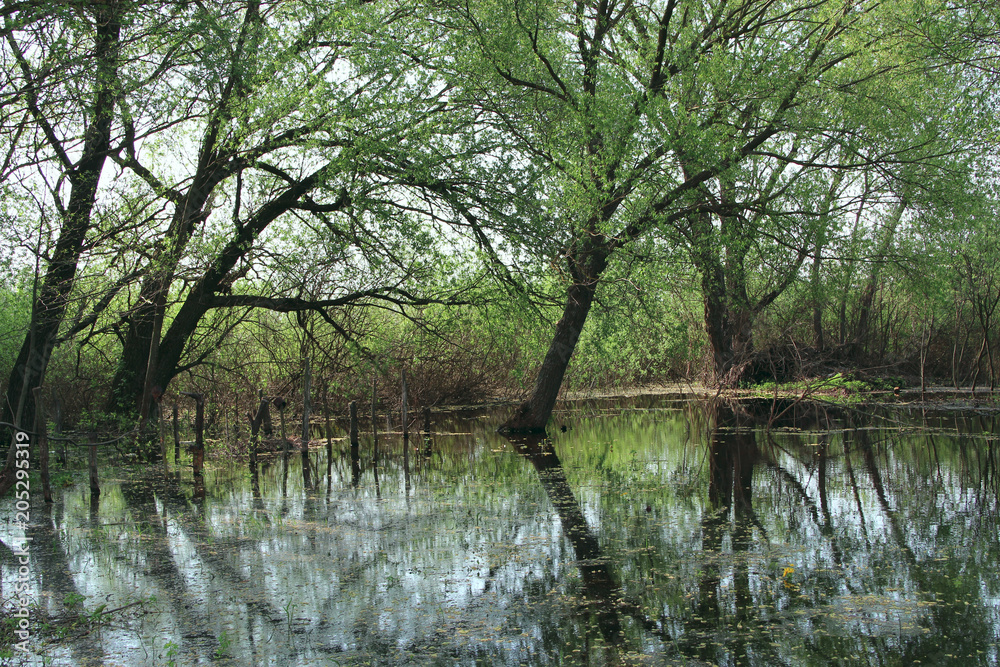 Landscape with flooding in marshland in spring. Spring view. Water scenery Landscape with flooding in marshland in spring. Spring view. Water scenery