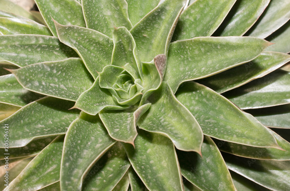 background aloe leaves closeup