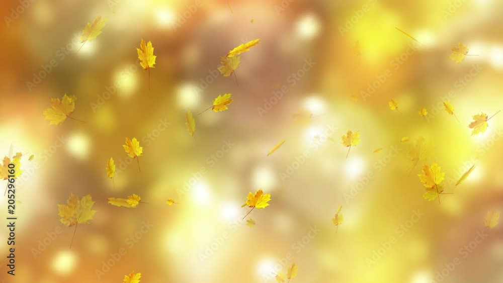 Autumn season gold colored leaves falling down over sunny golden nature bokeh background. Selective focus used. Slow motion. 