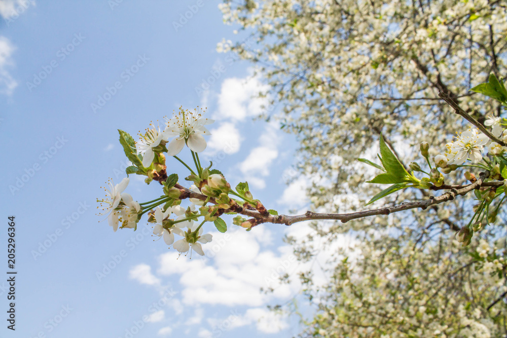 blooming white cherry on a blue sky background blooming white cherry on a blue sky background