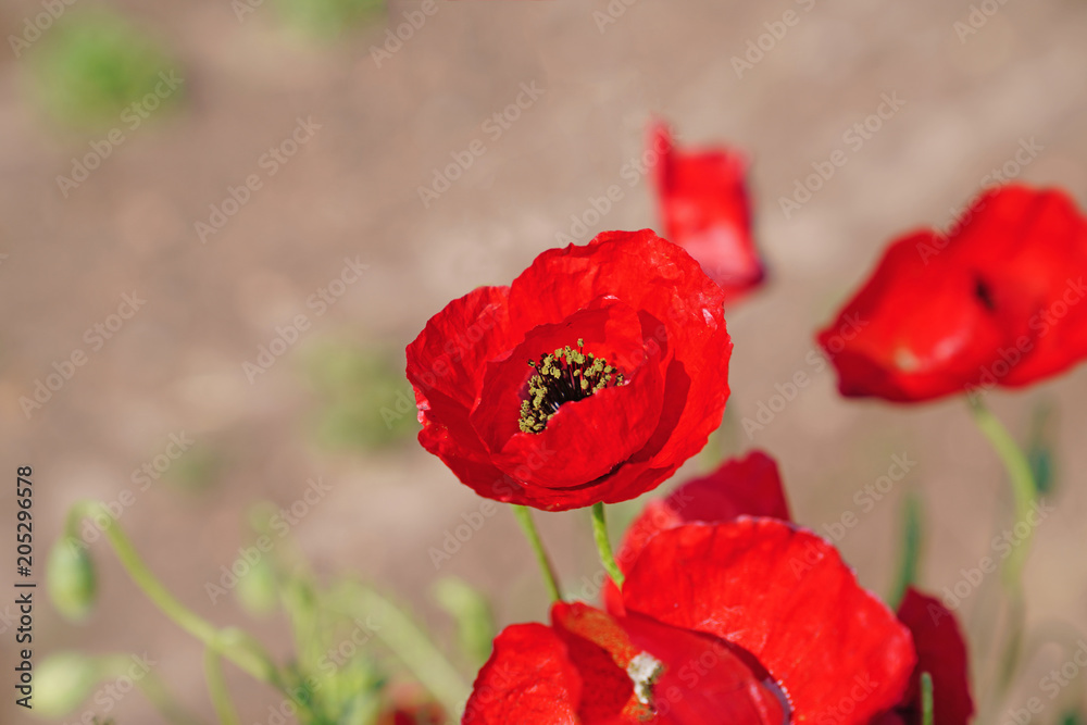 Obraz premium Selective focus of red poppies flowers blossom on wild field
