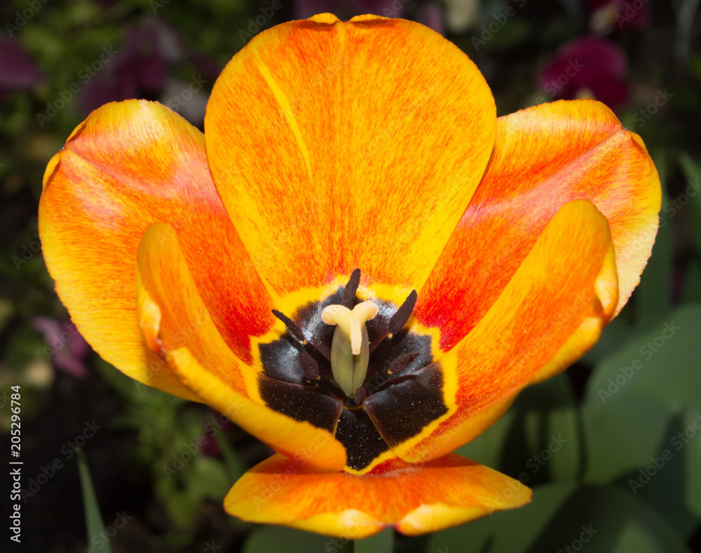 flower of orange tulips on green grass macro flower of orange tulips on green grass macro