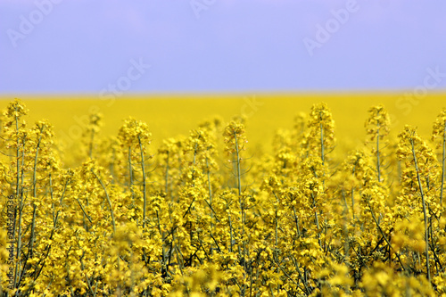 blooming yellow rapeseed field