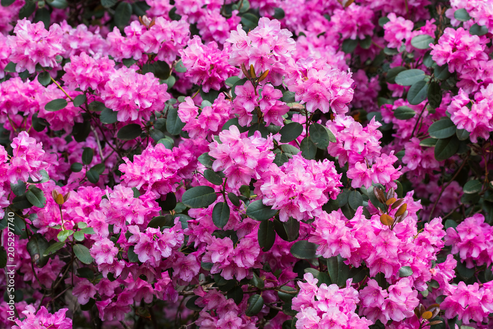 Pink Rhododendron In Spring Pink Rhododendron In Spring